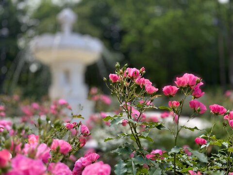 A soft, romantic close-up of vibrant pink roses in full bloom, set against the out-of-focus backdrop of a classic white garden fountain. The scene evokes a tranquil, elegant atmosphere perfect for spr