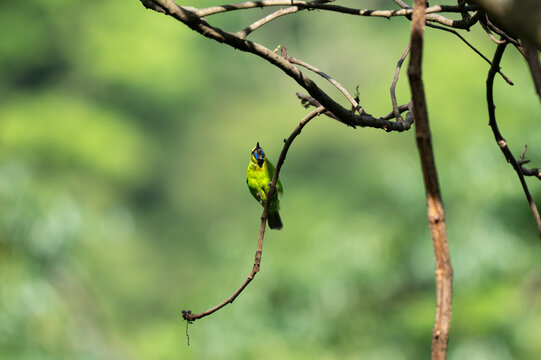 A male Golden fronted  Leafbird showcasing vivid green plumage, a bright golden forehead and a distinct blue moustache patch perched on a slender vertical branch against a creamy, out of focus green 