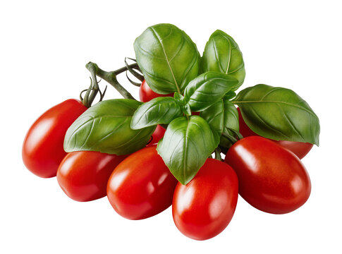 Isolated fresh red plum tomatoes on the vine with vibrant green basil leaves