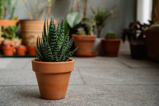 Beautiful green aloe with white spots in a terracotta pot next to other plants on a terrace