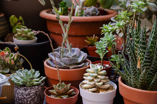 Collection of various colorful succulent plants on a terrace