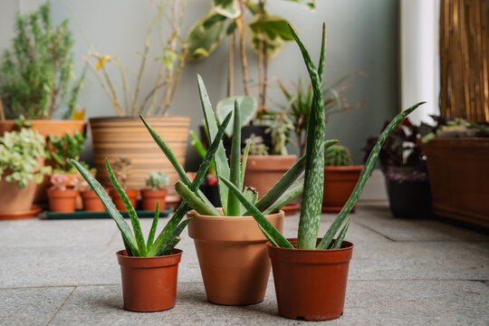 Three young aloe vera plants alongside other plants on a terrace