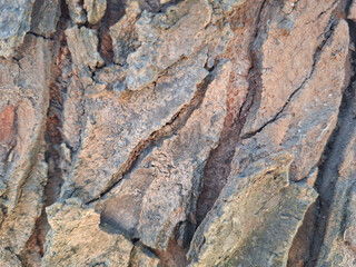 Fototapeta premium Detailed close-up of weathered tree bark with fine cracked patterns on a flat wood surface.