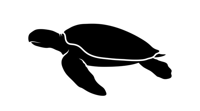 turtle on the beach