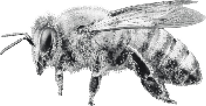 Abstract bee halftone vector silhouette made of varied black dot sizes on transparent background for contemporary artistic graphic design application usage.
