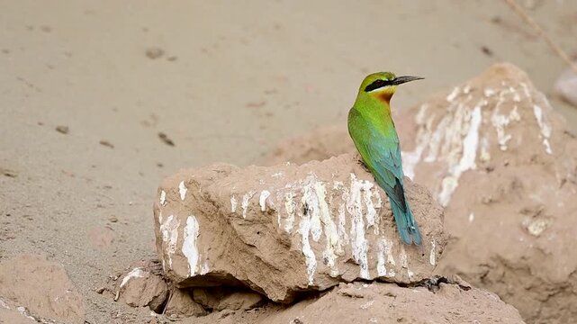 A beautiful Blue-tailed Bee-eater (Merops philippinus) perched on an earthen rock near its nesting colony, displaying vivid green plumage, blue tail feathers, and a striking black eye stripe.
