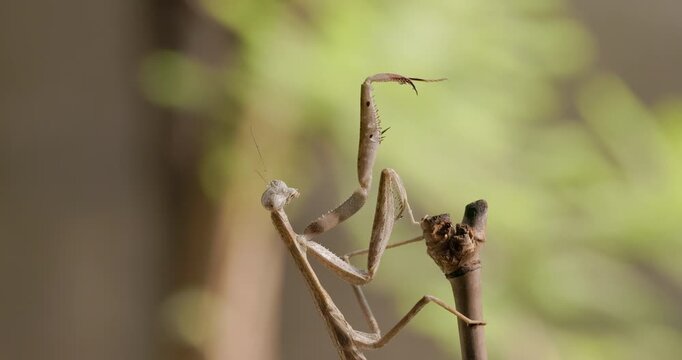Crypsis-mode Golden Giant mantis waiting for prey on bamboo turning its head, detailed look at an ambush predator
