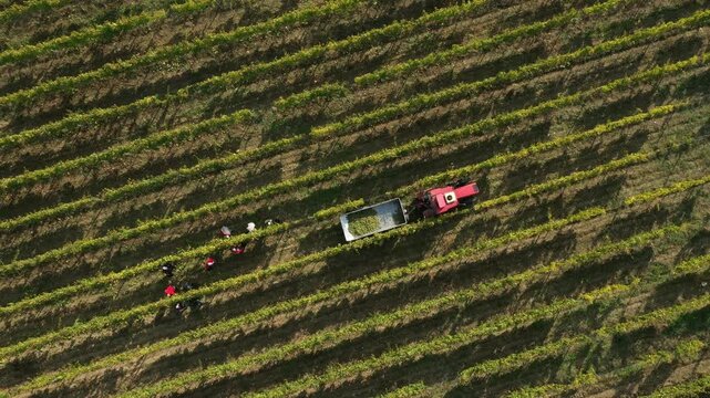 Aerial view of Chilean vineyards in the Central Valley during grape harvest season, showing mountain surroundings, vineyard rows, workers hand-picking grapes, and tractors carrying the collected harve