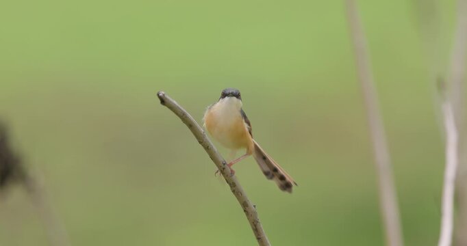 Breeding male Ashy Prinia bird calling from a branch; detailed monsoon avian song slow motion