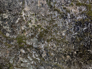 Fototapeta premium Weathered concrete wall with natural moss growth forming an organic textured background.
