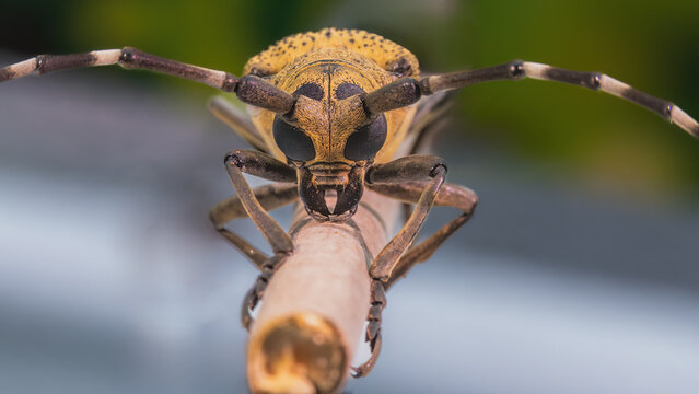 close up of a beetle on a leaf