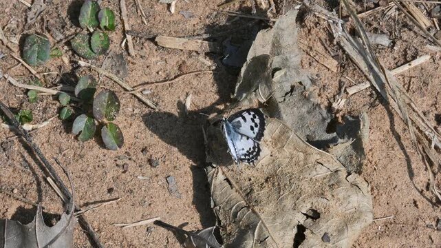 Castalius rosimon or&nbsp;common Pierrot butterfly. It &nbsp;is a small&nbsp;butterfly&nbsp;found in&nbsp;India&nbsp;that belongs to the&nbsp;lycaenids, or blues family.
