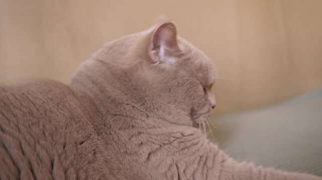 A lilac British Shorthair cat rests with a grumpy, unimpressed expression while looking into the camera. This domestic pet shot captures a moody and humorous animal personality.
