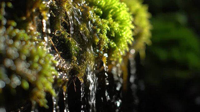 Water trickles down lush green moss while sunlight illuminates the scene creating a serene mood