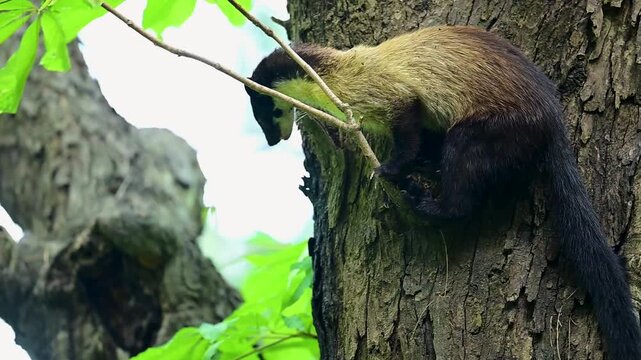 A Yellow-throated Marten (Martes flavigula) carefully searches for prey while climbing down a large forest tree in its natural woodland habitat.