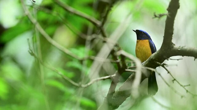 A beautiful male Rufous-bellied Niltava (Niltava sundara) perched quietly on a forest branch, displaying its brilliant blue upperparts and rich orange underparts.