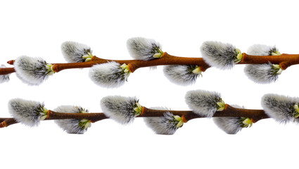 Isolated pussy willow branches with soft fuzzy grey catkins, delicate signs of springtime © Ciara