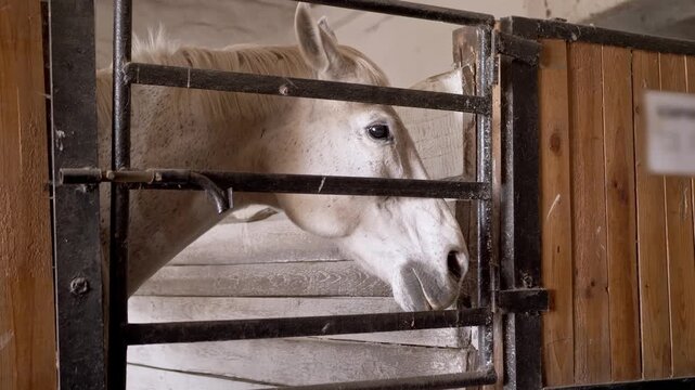 A white dappled horse stands quietly behind metal bars inside a wooden stable stall. Concept of equine care, animal agriculture, farm life routine, and equestrian sports.