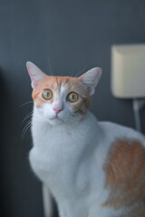 cat on the table © Bai
