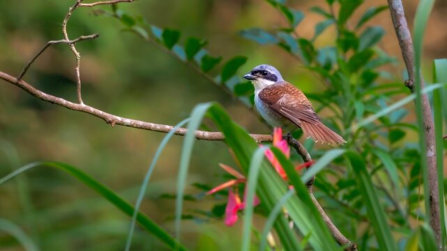 red backed shrike
