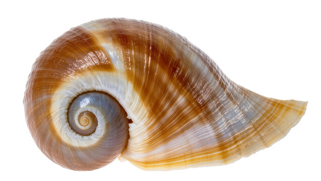Isolated beautiful brown and orange marine snail shell with intricate spiral pattern
