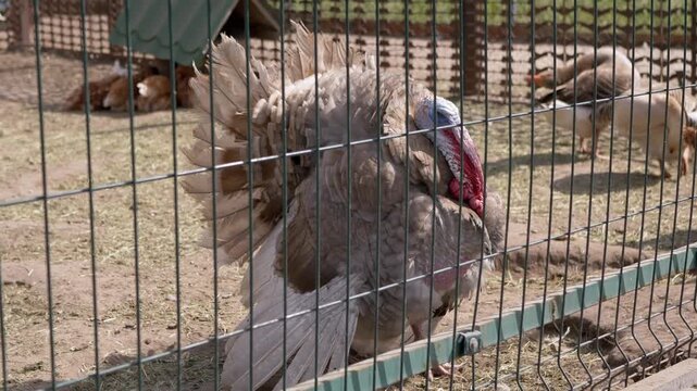 A large male turkey with puffed feathers stands in a farm enclosure behind a wire fence with other poultry. Concept of livestock farming, poultry breeding, and rural agriculture life.