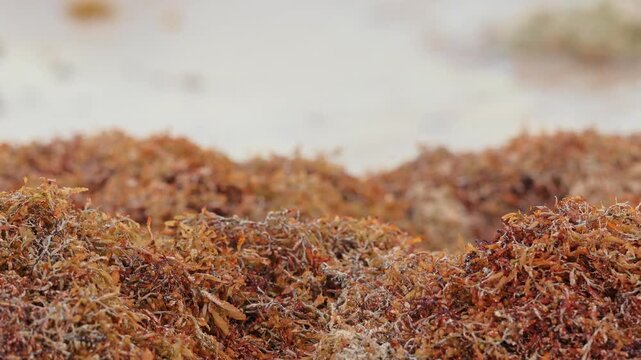 Close-up of a dense sargassum pile on a Playa del Carmen beach, with blurred Caribbean water behind it, showing seaweed accumulation and environmental impact in Mexico&rsquo;s Riviera Maya.