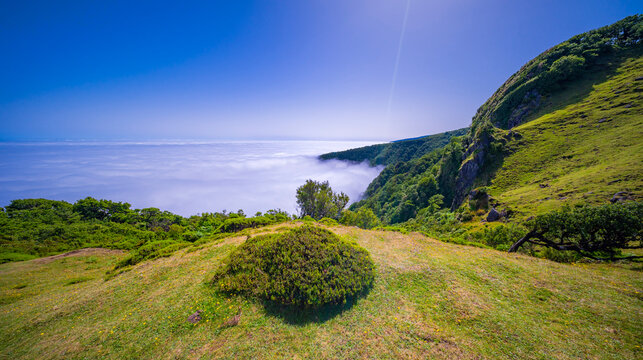 Fog Seascape from Mystical Fanal Forest, Vereda do Fanal, Laurissilva Forest Paul da Serra,  UNESCO World Heritage Site, Madeira, Portugal, Europe