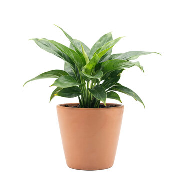 A vibrant green peace lily plant with long pointed leaves growing in a terracotta clay pot, isolated on a plain white background, for decor