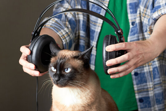 Siamese cat with headphones held by hands listening concept humorous portrait
