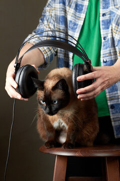 Siamese cat with headphones held by hands listening concept humorous portrait
