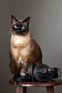 Siamese cat sitting beside headphones on stool studio portrait minimal background