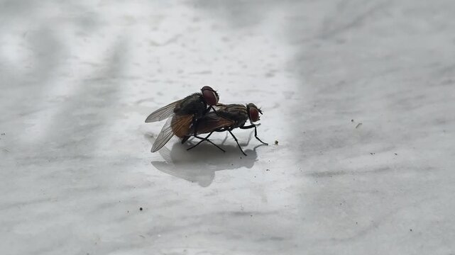 Housefly, blowfly, common fly or meat fly male and female insect couple doing sexual reproduction mating ritual. Closeup macro side view