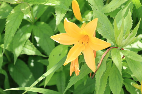 野に咲く黄色いゼンテイカの花