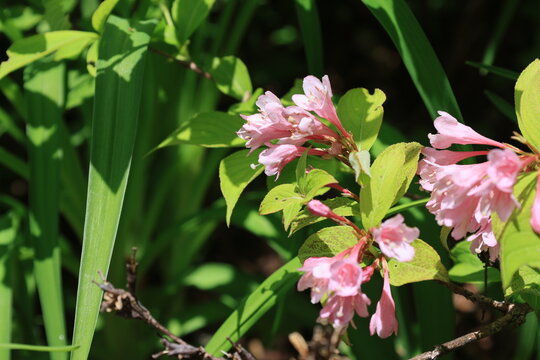 開花したピンク色のタニウツギの花