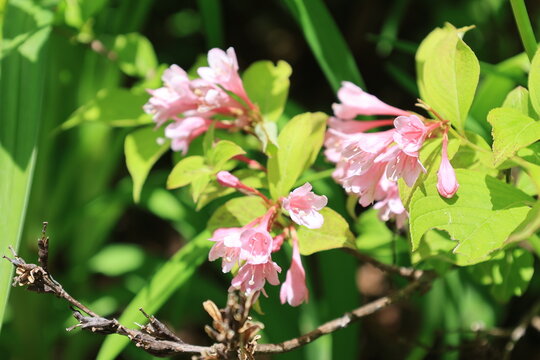 開花したピンク色のタニウツギの花