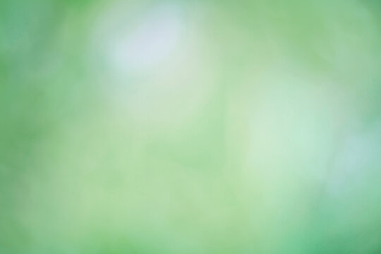 Blurred green background, gradient and summer bokeh, delicate soft color, blank form