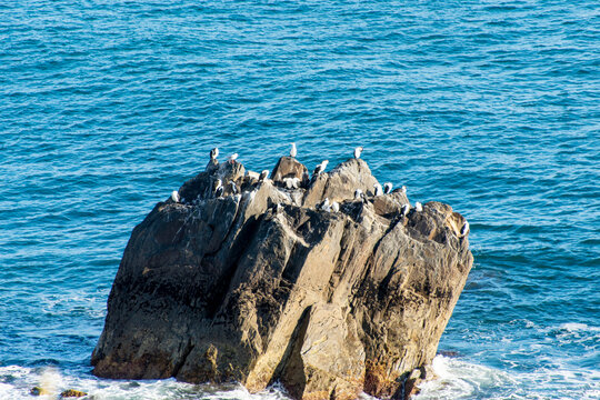 Black-faced Cormorants in Devonport - Tasmania