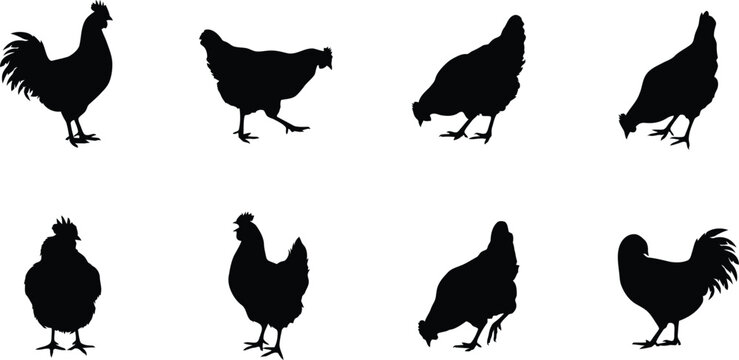 Collection of various chicken and rooster silhouettes for poultry farming imagery with silhouette agriculture livestock collection