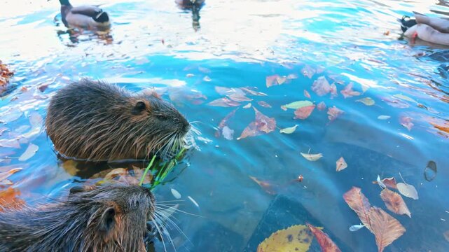 Coypu family divide branch into two parts, sits in water with their backs to each other and gnawing it, slow motion. Two Nutria sits in river among floating autumn leaves, split branch and eating it