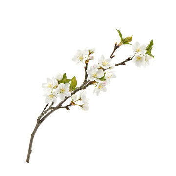 A curved, woody branch of a fruit tree covered in blooming white flowers and small, vibrant green leaves, isolated on a white background