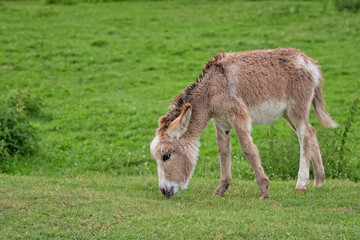 Young donkey in a clearing © Janusz