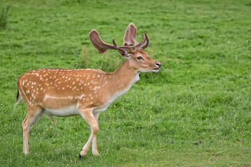 Fallow deer in a clearing © Janusz