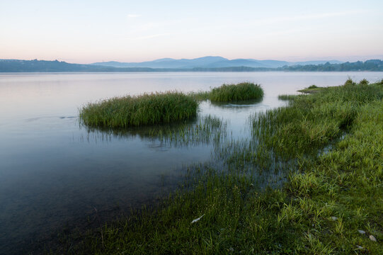Reed clumps in a calm lake with mountains at dawn, Żywiec Lake
. Patches of green reeds grow in the still water of a mountain lake under a soft pastel dawn sky.