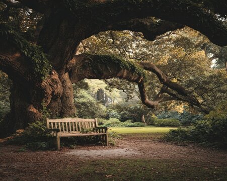 An empty bench in a park under a massive, ancient oak tree, serene atmosphere.