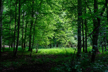 Obraz premium Bialowieza forest primeval woods lush green foliage