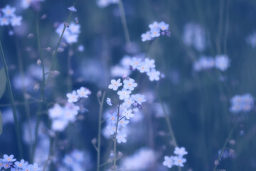 Obraz premium Forget-me-nots are delicate wild flowers, blue natural flowers in the forest