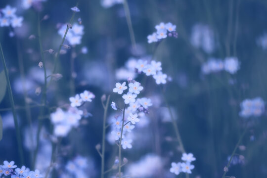 Forget-me-nots are delicate wild flowers, blue natural flowers in the forest