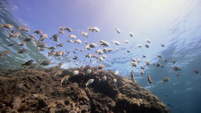 Fish Schooling Underwater Charco de Palo Lanzarote Crystal Clear Waters Scuba Diving