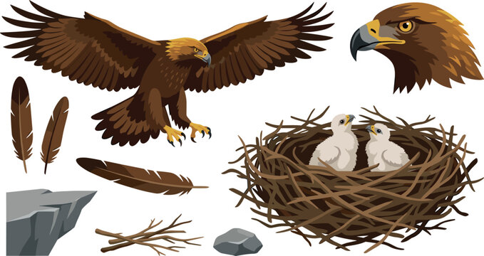 Golden eagle vector illustration set with flying bird profile head nest with chicks feathers and rock elements